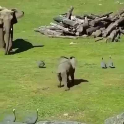 🔥 Baby elephant learning to protect momma elephant by chasing off birds 🐘