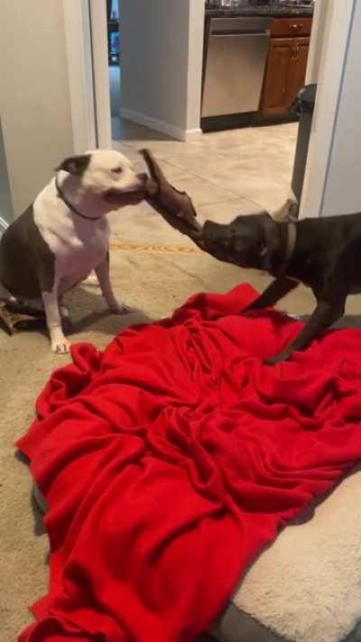 My girl (left) playing with another dog for the first time after recovering from extreme fear of dogs.