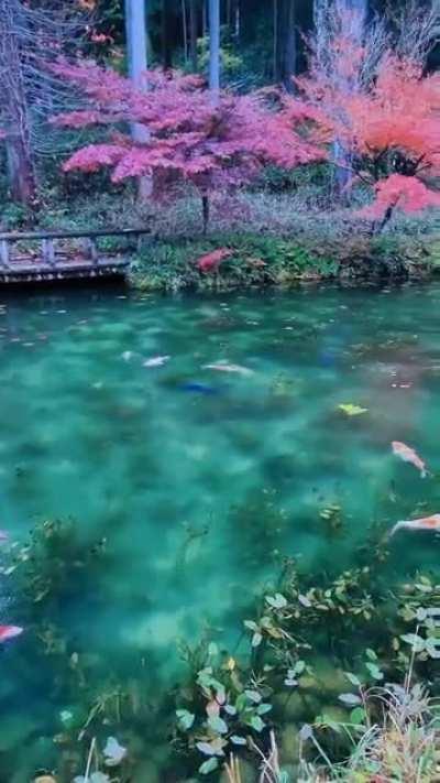 🔥 A koi pond in Japan 🔥