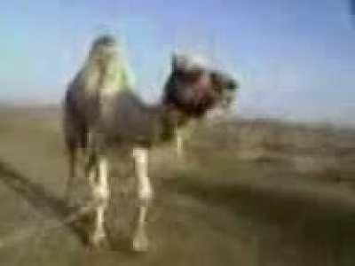 Funny camel video