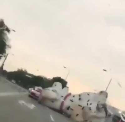 Dalmatian wheeling through storm (Kragujevac, Serbia)