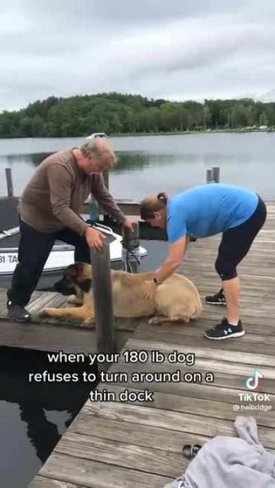 Big dog on a thin dock