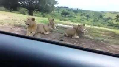 WCGW Going to a Lion Safari, and not locking the door.