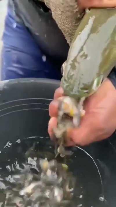 Man catches fish in his net, gets more than he bargained for.