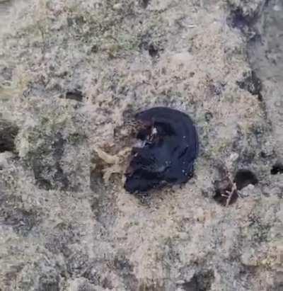 Marine flatworm &quot;emblobbing&quot; a crab