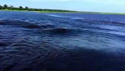 Monster Hippo charges boat defending its territory.