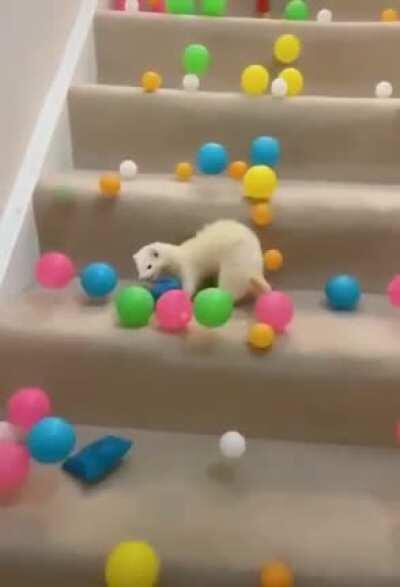 This deaf ferret is in for a surprise!