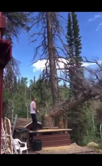 WCGW while cutting down a tree