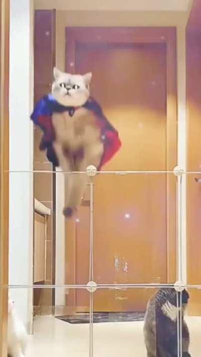 Supercat rushes to the rescue