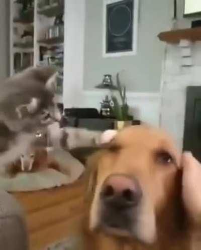 Just a kitten pet a golden