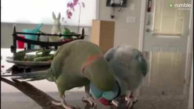 Parrots talk to one other like humans