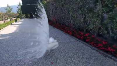 A rare white Peacock displaying its feathers