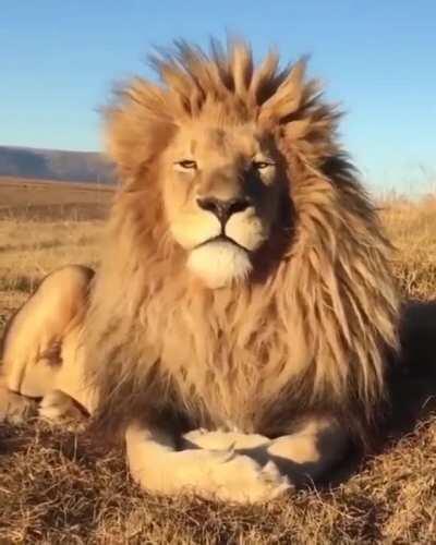 Gorgeous lion giving a massive yawn