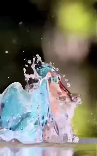 🔥 A Kingfisher fishing