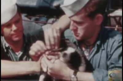 U.S. Navy shipmen fitting a life vest onto their ship’s mascot, a puppy