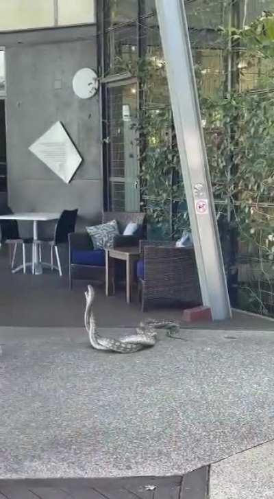 Two snakes mating in a cafe in Australia