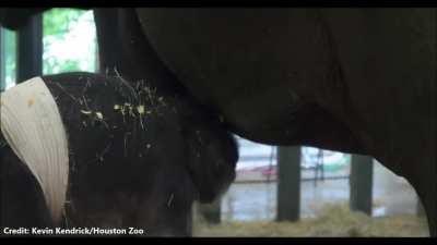 Hey, r/Houston- welcome our newest resident- Nelson, a 326 lb. baby elephant just born at the Houston Zoo!