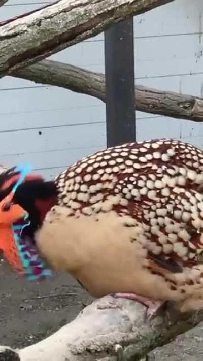 A Cabot's tragopan has retractable blue “horns” and decorative wattles