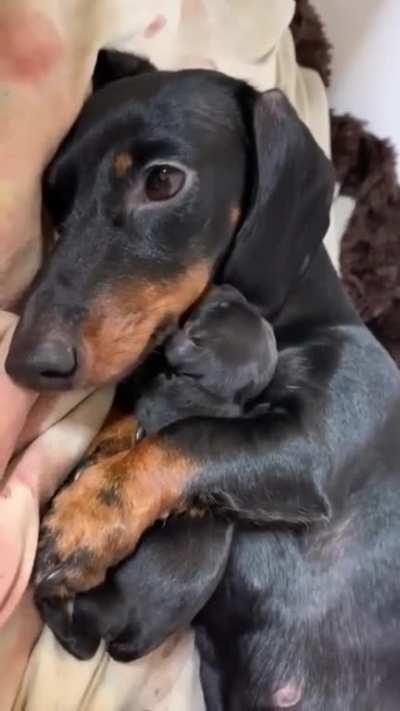 Mother and Puppy