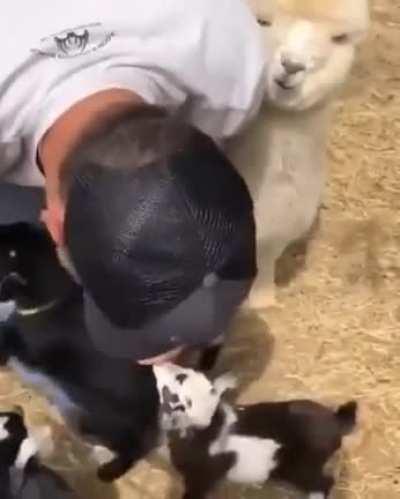 Hugging a lot of baby goats