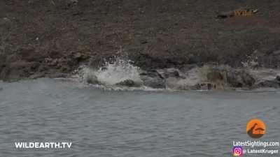 Crocodile Catches a Cheetah