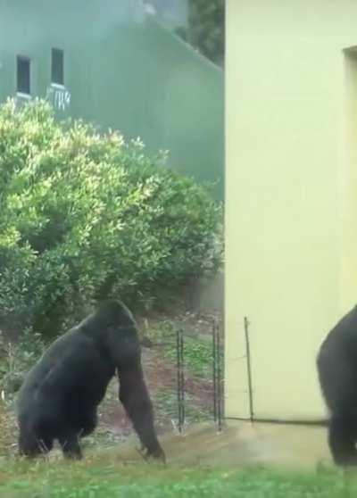 A family of Gorillas rushing inside to escape the rain