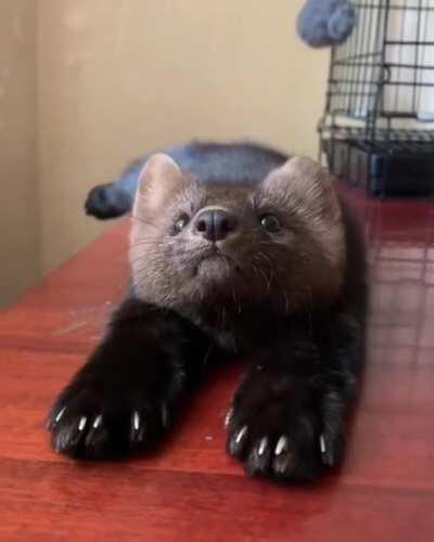 This Russian Sable that an influencer rescued from a fur farm.