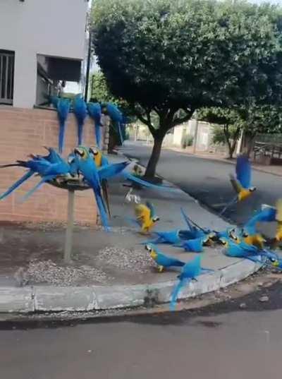 🔥 Macaws on the street in Brazil