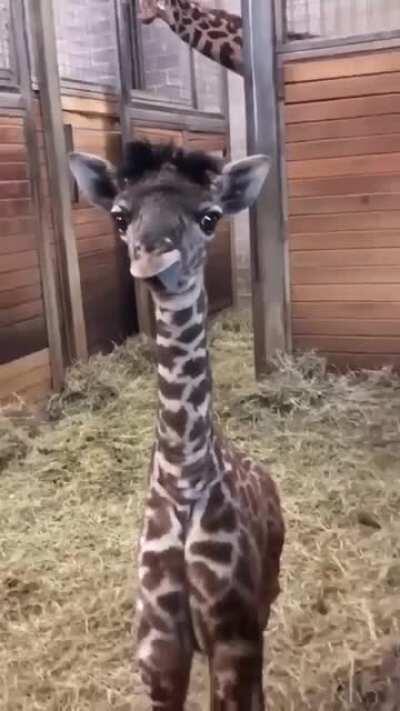 baby giraffe showing his tongue