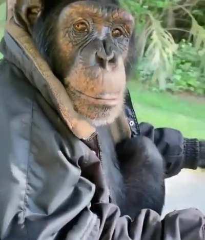 Monkey successfully drives vehicle down the road