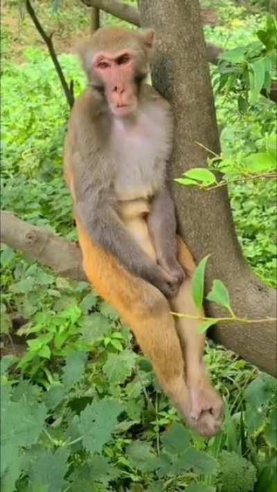 A monkey just chilling