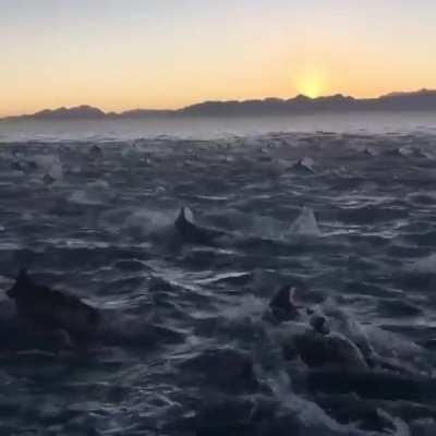 A massive pod of dolphins at False bay, South Africa.