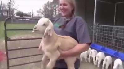 Goat and Baby have a proper conversation