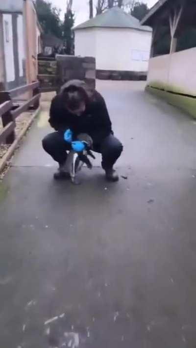 Baby penguin flippy flaps.