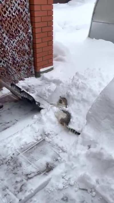 CrUeL mAn TrIeS tO bUrY cAt AliVe WhiLe HiS fRiEnD iS lAuGhInG.