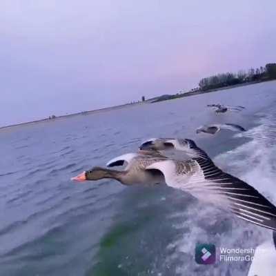 Graylag geese flying in formation with a boat