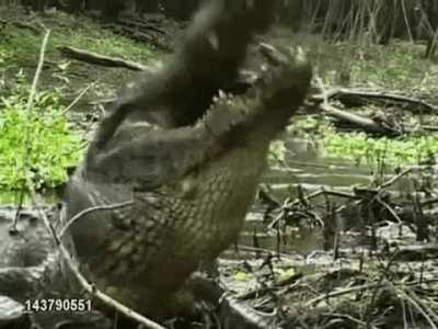 This alligator completely crushes a turtle and swallows it whole. That's 300 pounds of pressure per square inch being applied to the poor turt.