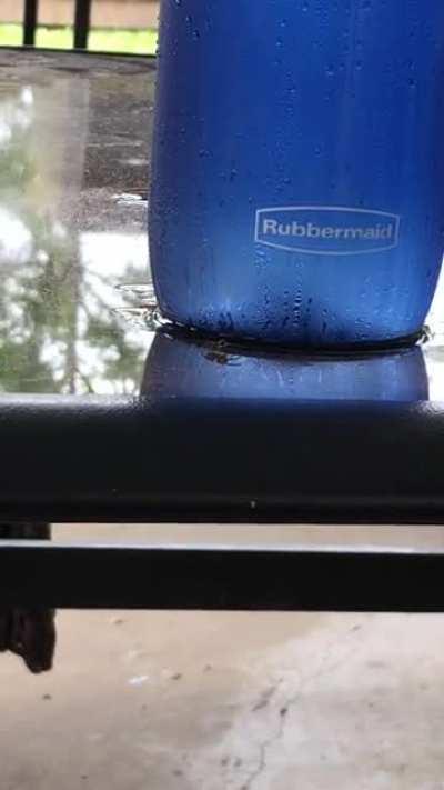 I love this video I caught of a spider attacking my water bottle but don’t know where to put it