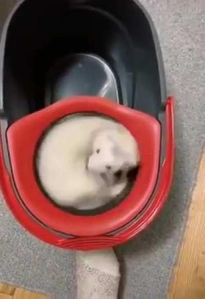 Ferret wheel of endless fun