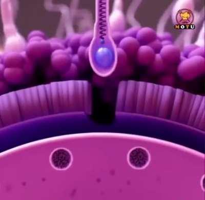 The Amazing Fertilization Process done by a 3d artist