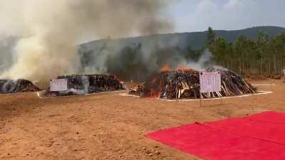 Two hundred thousand kg of marijuana being burnt in the Indian state of Andhra Pradesh. This stock was seized last year and is estimated to cost at least 400 crore rupees (53 million USD) at the local market rate. Each heap has at least 10,000 kgs. (Court