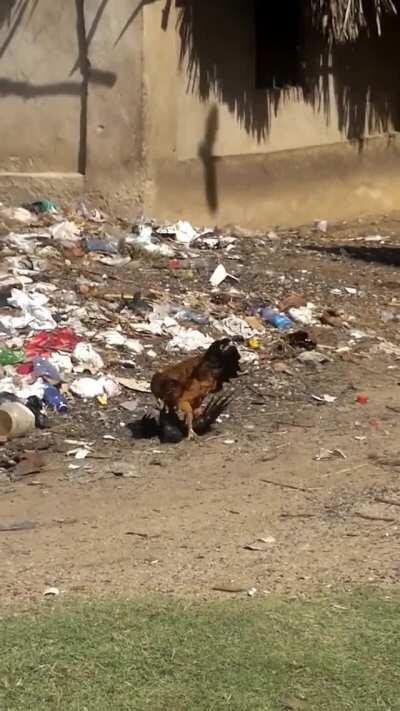 Chicken Almost Beats Crow To Death