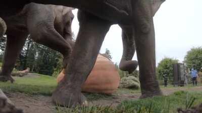 Elephants stomping giant pumpkins