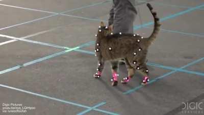 How they do motion capture on a cat