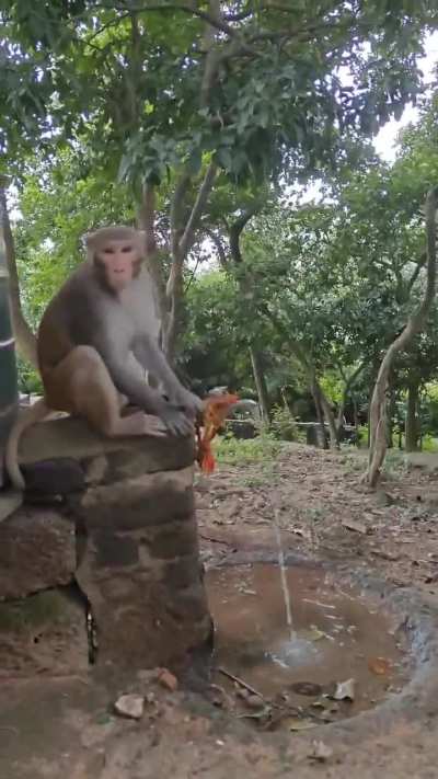 to disturb a monkeys peace