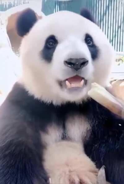 Panda eating bamboo