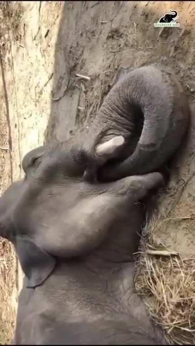 How elephants drink water