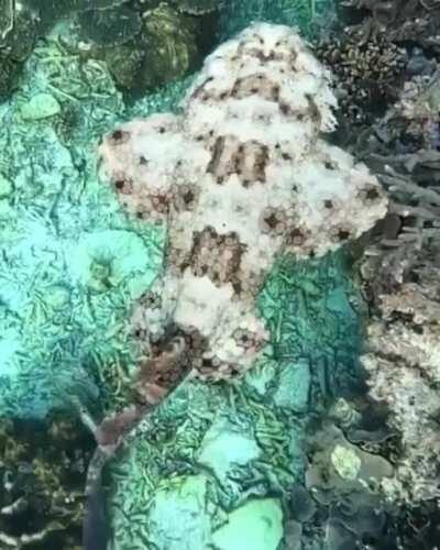 🔥 A Wobbegong Shark scanning the Great Barrier Reef for its next meal [captured by Jacinta Shackleton] 🔥