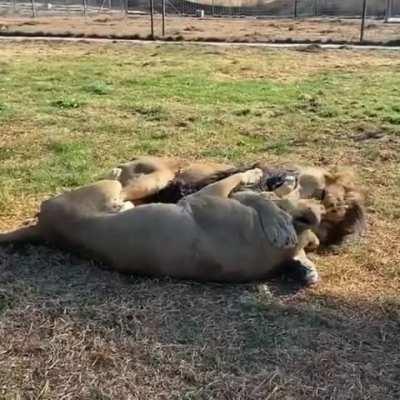 🔥 Lions cuddling