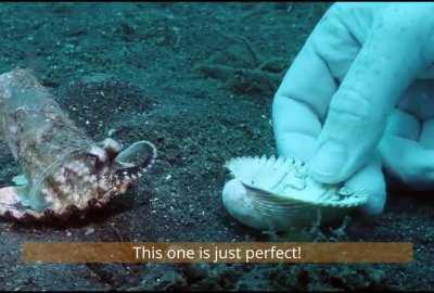 Diver convince octopus to trade his plastic cup for a seashell